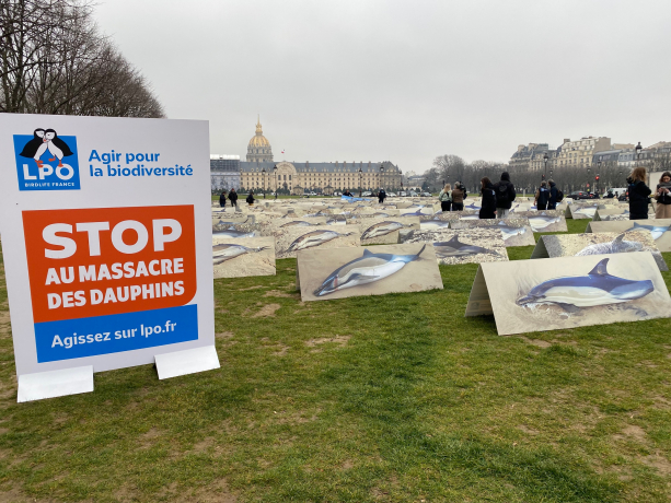 400 photos de dauphins exposés sur l'Esplanade des Invalides