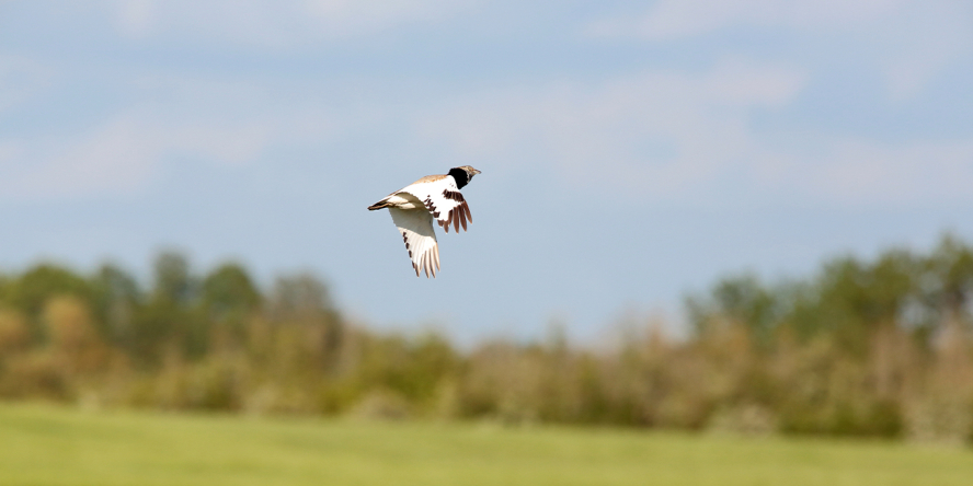 Outarde Canepetiere © Alain Boullah