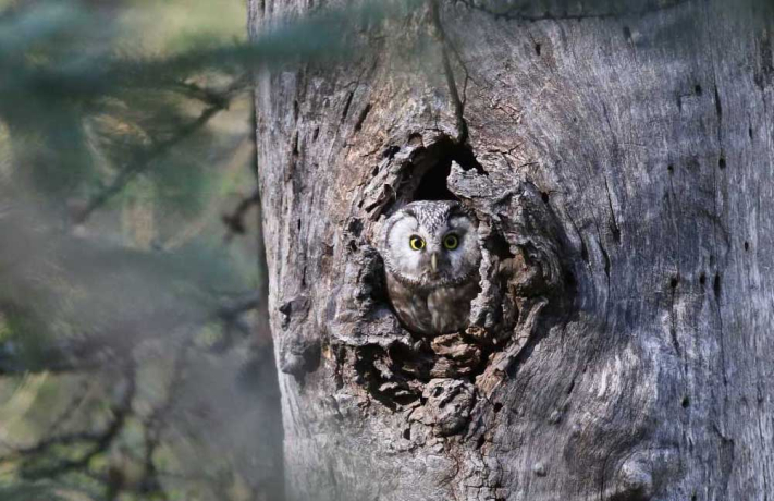 Chouette de Tengmalm dans un tronc d'arbre