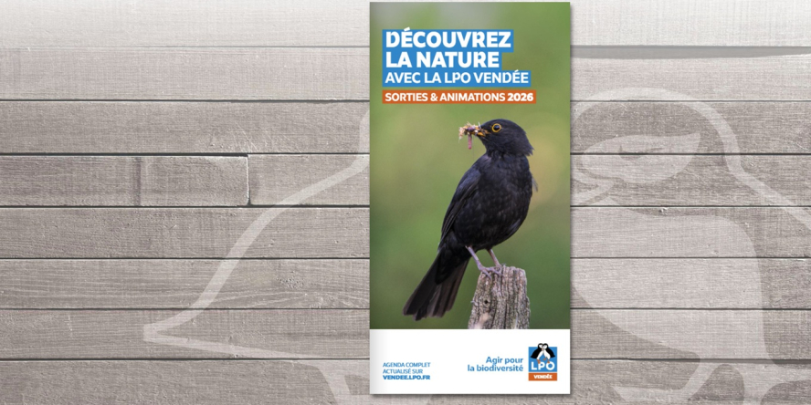 Programme des sorties 2026 de la LPO Vendée : Photo de Merle noir © Lilian Sineux
