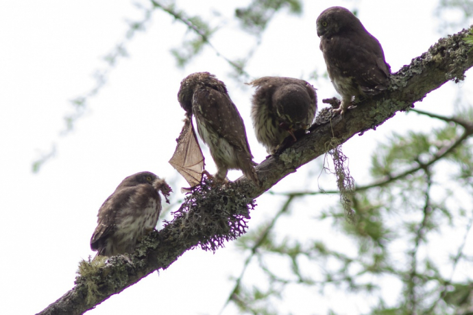 4 chevêchettes en train de se nourrir d'une chauve souris