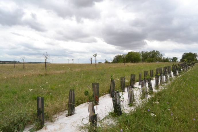 Plantations à Vitry-le-Croisé