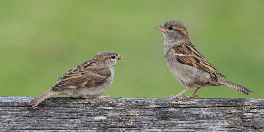 Moineaux domestiques (Passer domesticus) / Unsplash