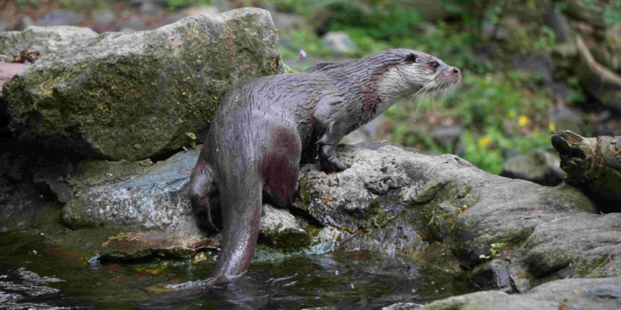 Loutre d'Europe © Thomas GRUBE