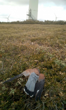 Mâle adulte de Faucon crécerellette mort sous une éolienne