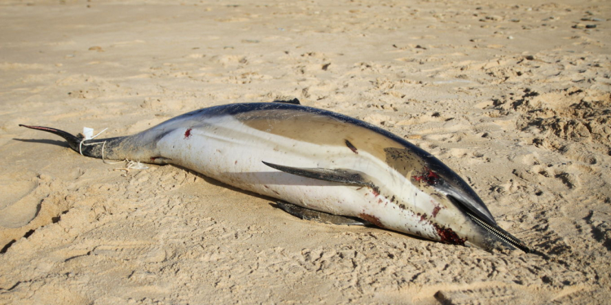 Dauphin mort échoué sur le sable