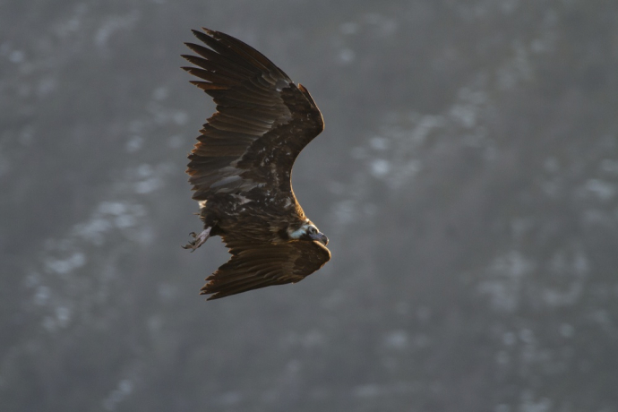 Vautour moine en vol