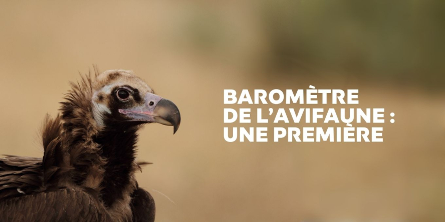 Vautour moine © Christian Aussaguel