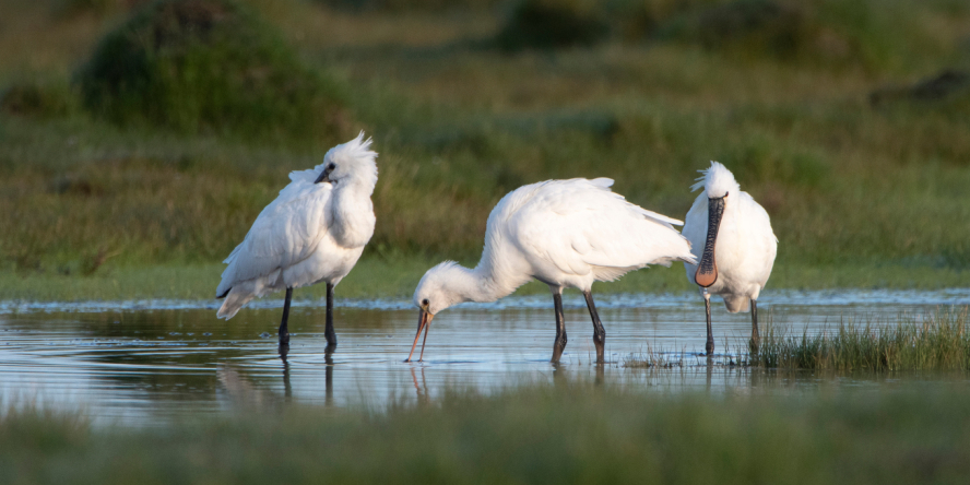 Trois Spatules blanches les pattes dans l'eau. Celle de gauche nettoye son plumage, celle au milieu a le bec dans l'eau pour se nourrir et celle de droite est face à nous.