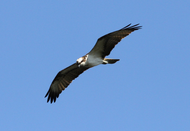 Balbuzard pêcheur en vol