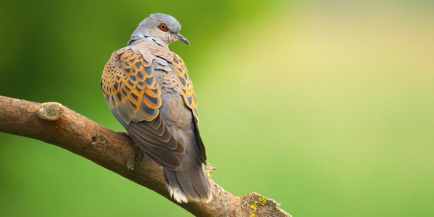 Tourterelle des bois (Streptopelia turtur)