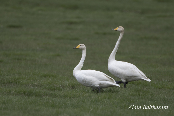 Cygne Chanteur