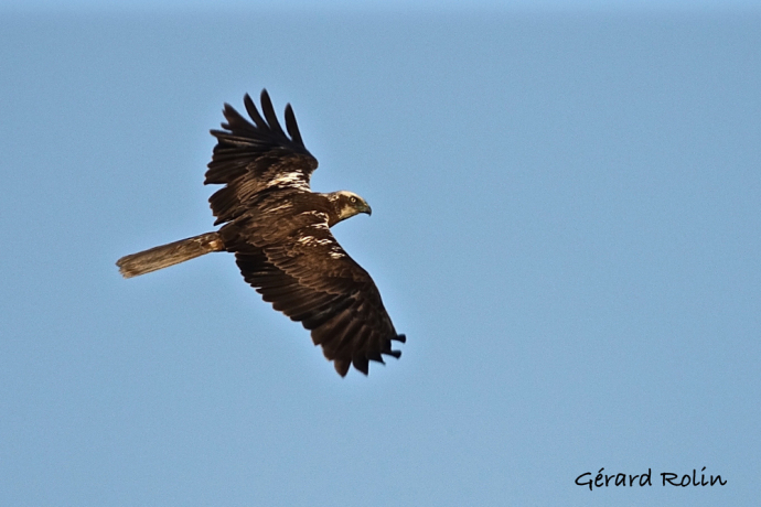 Busard des roseaux (Circus aeruginosus) en vol