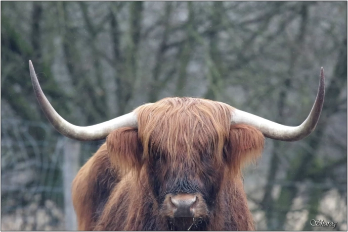 Vache highlands cattle