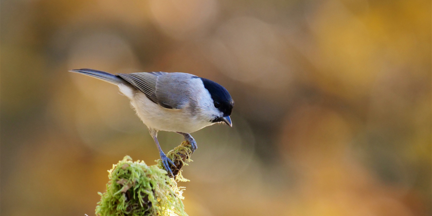 Mésange nonnette posé sur la souche d'un arbre