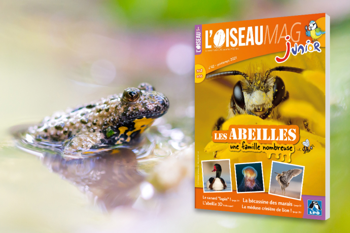 Couverture Oiseau Mag Junior