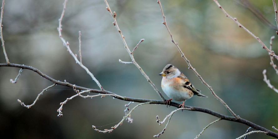 Pinson du nord posé sur une branche gelée