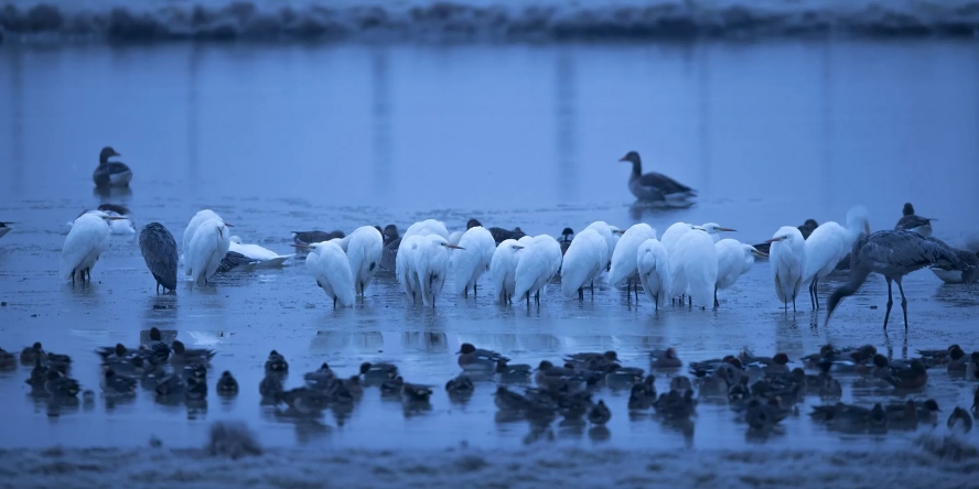 Réveil frisquet pour les Grandes Aigrettes, les pattes prises dans la glace