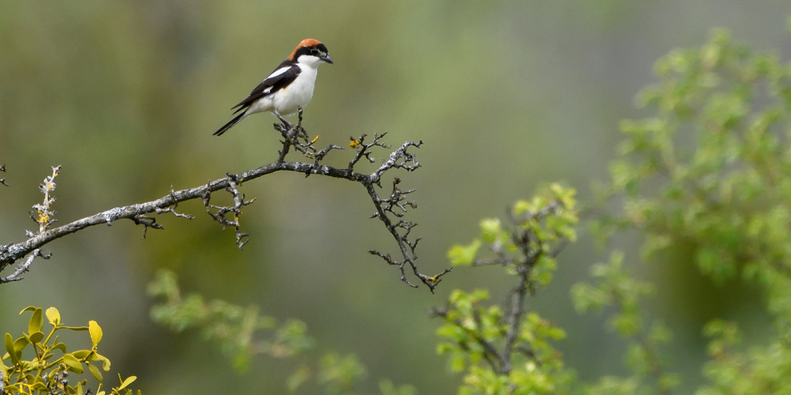 Pie grièche à tête rousse posée sur une branche