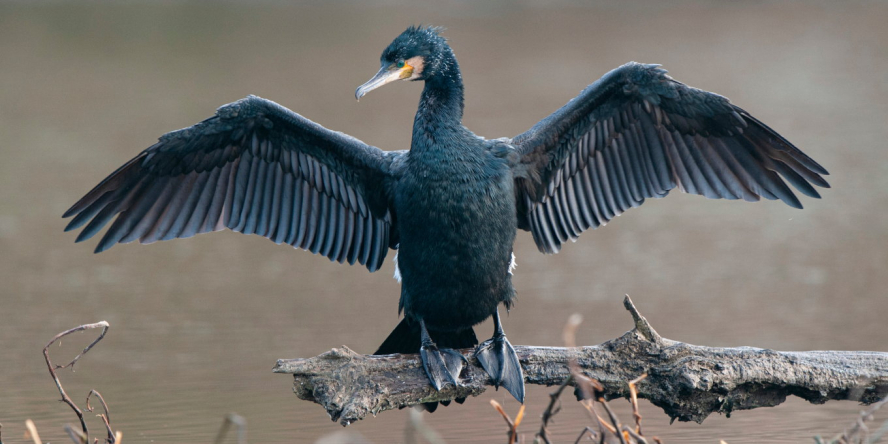 Grand cormoran posé de face sur une branche au dessus de l'eau, se faisant sécher les ailes, déployées