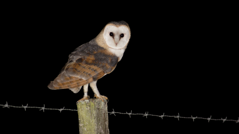 Effraie des clochers posée sur un poteau, de nuit