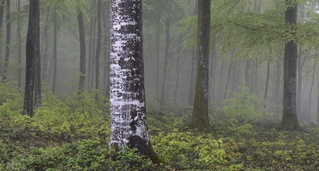 Forêt des vosges