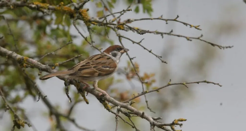 Moineau friquet posé sur une branche