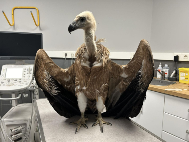 Vautour fauve en soins