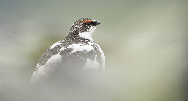 Lagopède alpin (Lagopus muta)