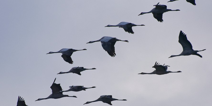 Grues cendrées