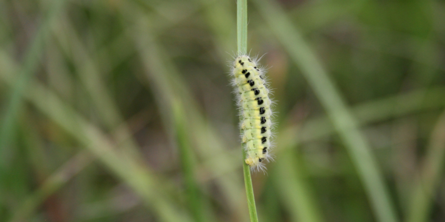 Chenille de Zygène sp. (Zygaena sp.) © Nicolas Macaire / LPO