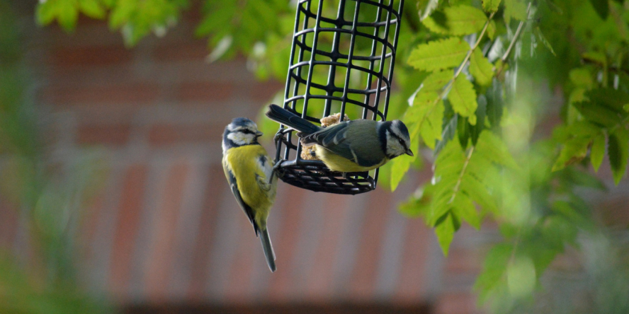 Nourrir les oiseaux - Ce à quoi il faut faire attention