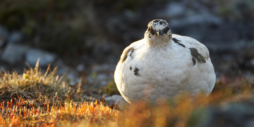lagopède alpin