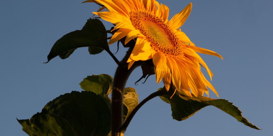 Tournesol