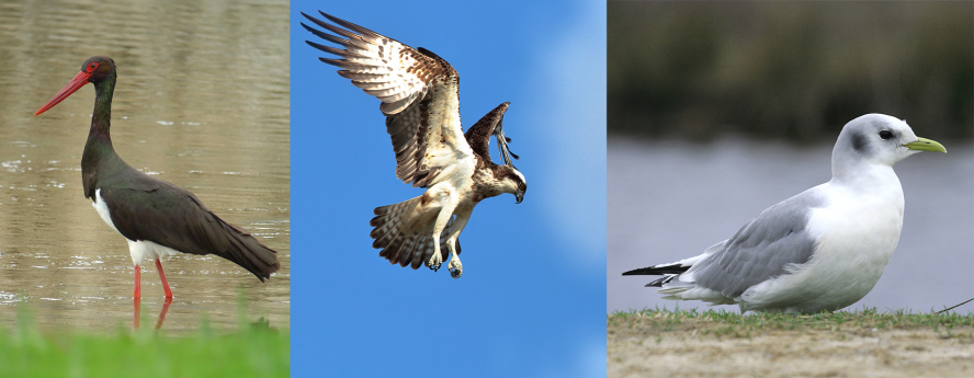 Cigogne noire, Balbuzard pêcheur, Mouette tridactyle