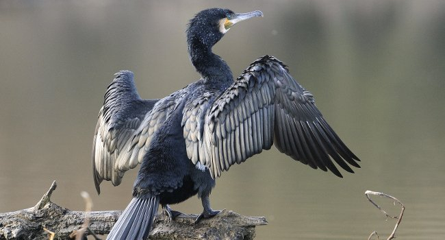 Grand Cormoran posé, les ailes déployées