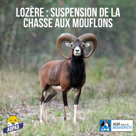 Affiche "Lozère : suspension de la chasse aux mouflons"  avec logo de l'Aspas et de la LPO (crédit photo : O.Simon)