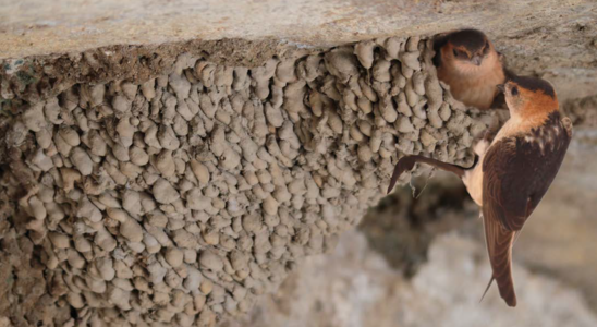 Call for volunteers for Red-rumped Swallow monitoring 2027