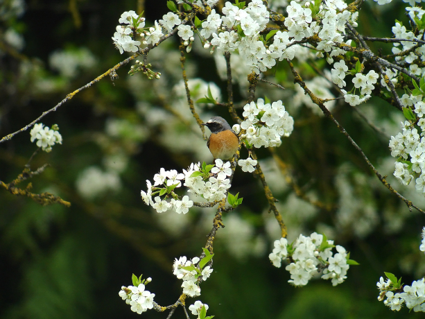 Rougequeue à front blanc posé sur une branche en fleurs