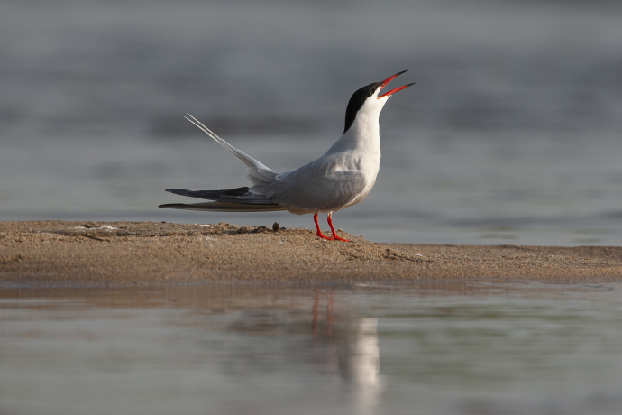 Sterne pierregarin (Sterna hirundo)