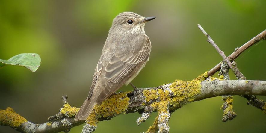 Gobemouche gris posé sur une branche