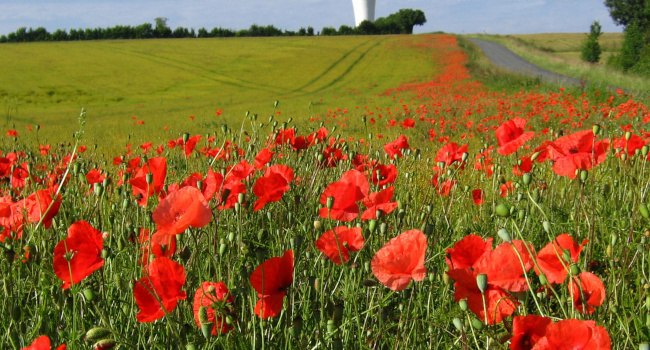 Champ de coquelicots