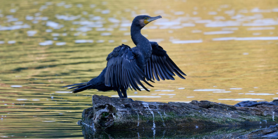 grand cormoran faisant sécher ses ailes