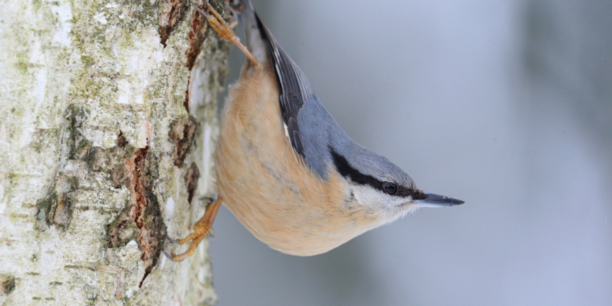 Sittelle torchepot sur un tronc d'arbre