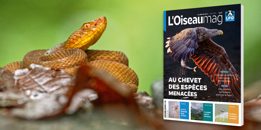 Coucverture du numéro : Pygargue à queue blanche - Crédit photo : Markus Varesvuo/Naturepl.fr // Trigonocéphale adulte, forme jaune - Crédit photo : Maxime Briola