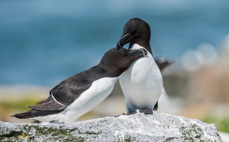 Pingouins torda