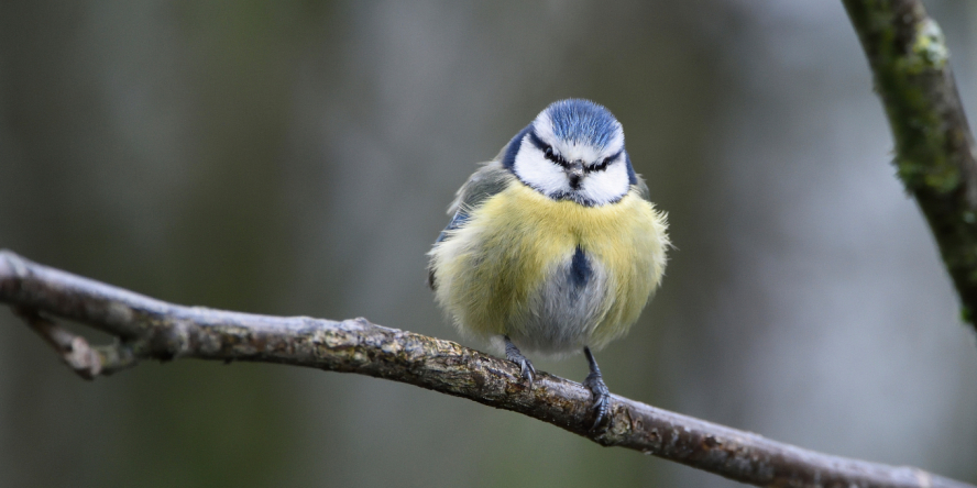 Mésange bleue de face posée sur une branche, le vent dans les plumes. Le plumage gonflé et humide.