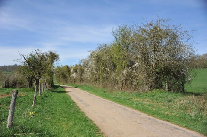 haies en bord de route