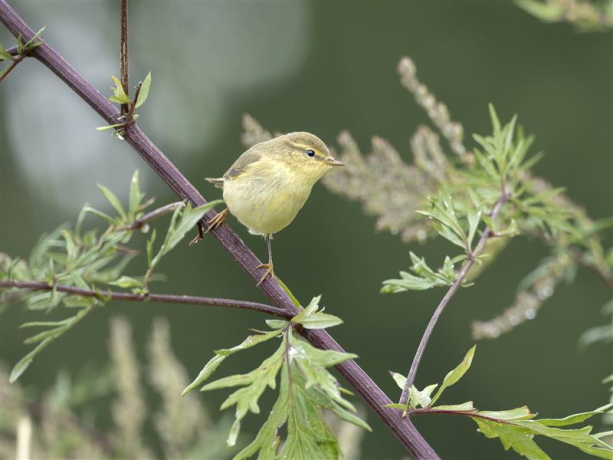 Pouillot fitis (Phylloscopus trochilus)