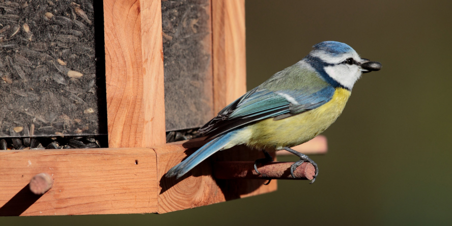 Boule de graisse sans filet pour nourrir les oiseaux du jardin